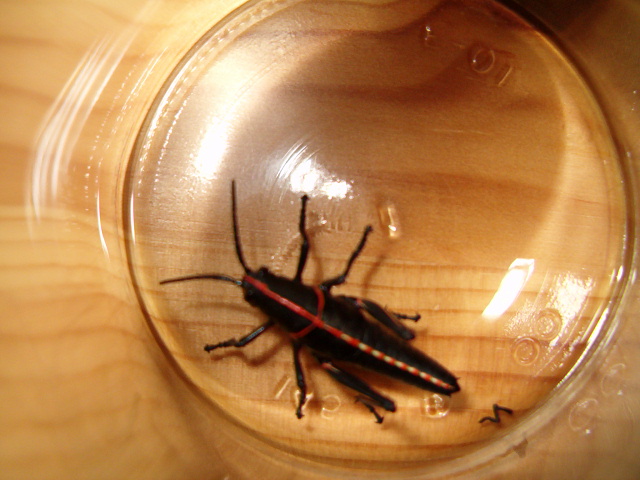 grasshopper?