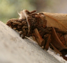 Bagworm Caterpillar