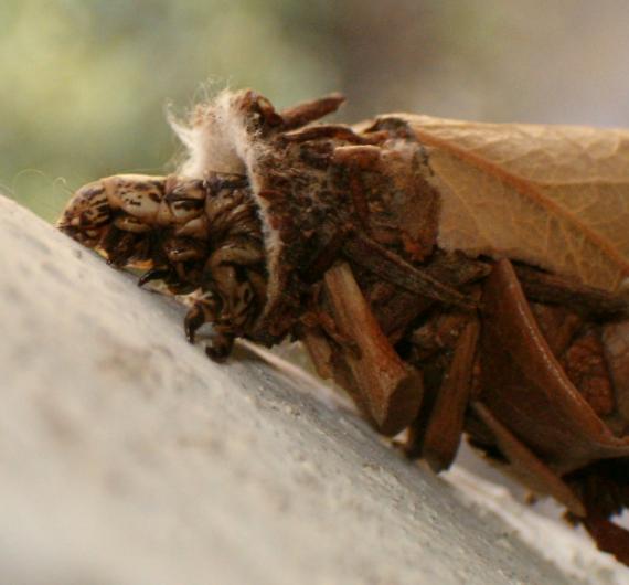 Bagworm Caterpillar