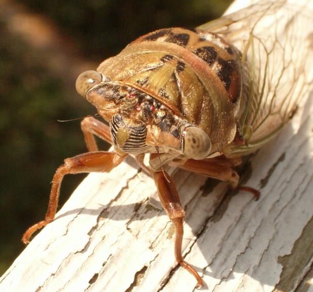 cicada up close