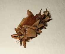 possible caddisfly?