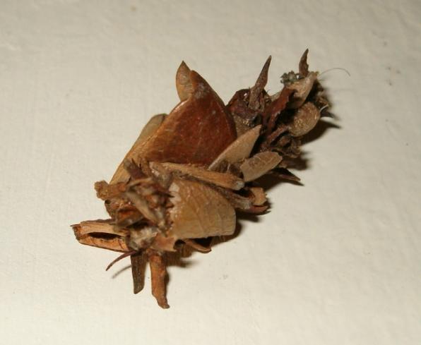 possible caddisfly?
