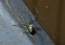 Orchard Spider