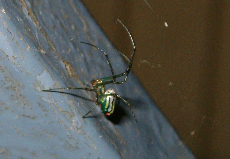 Orchard Spider