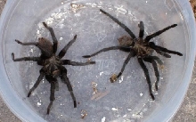 two tarantulas