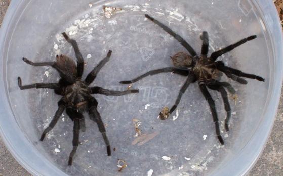 two tarantulas