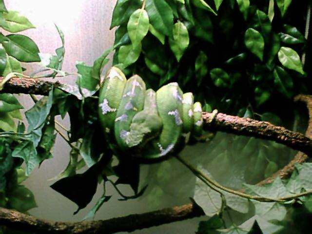 Suriname Emerald Tree Boa
