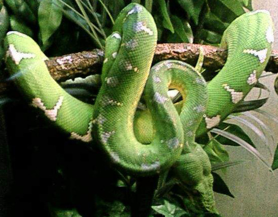 Suriname Emerald Tree Boa
