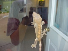 Fire cracker on my door
