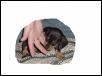 bigdogs pup1