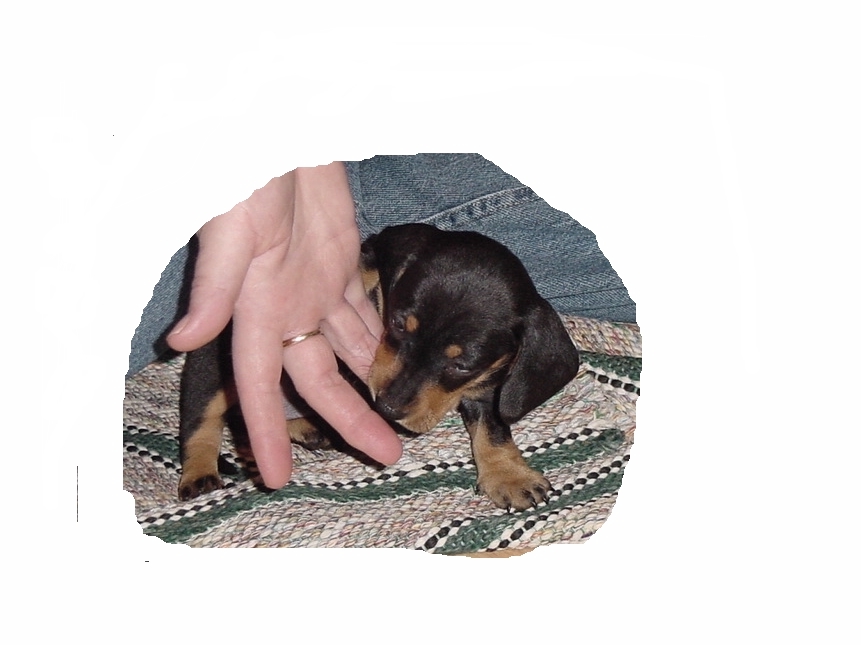 bigdogs pup1