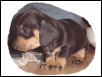 bigdog pup2