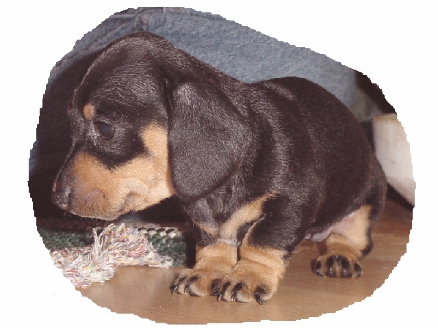 bigdog pup2