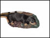 bigdog pup3