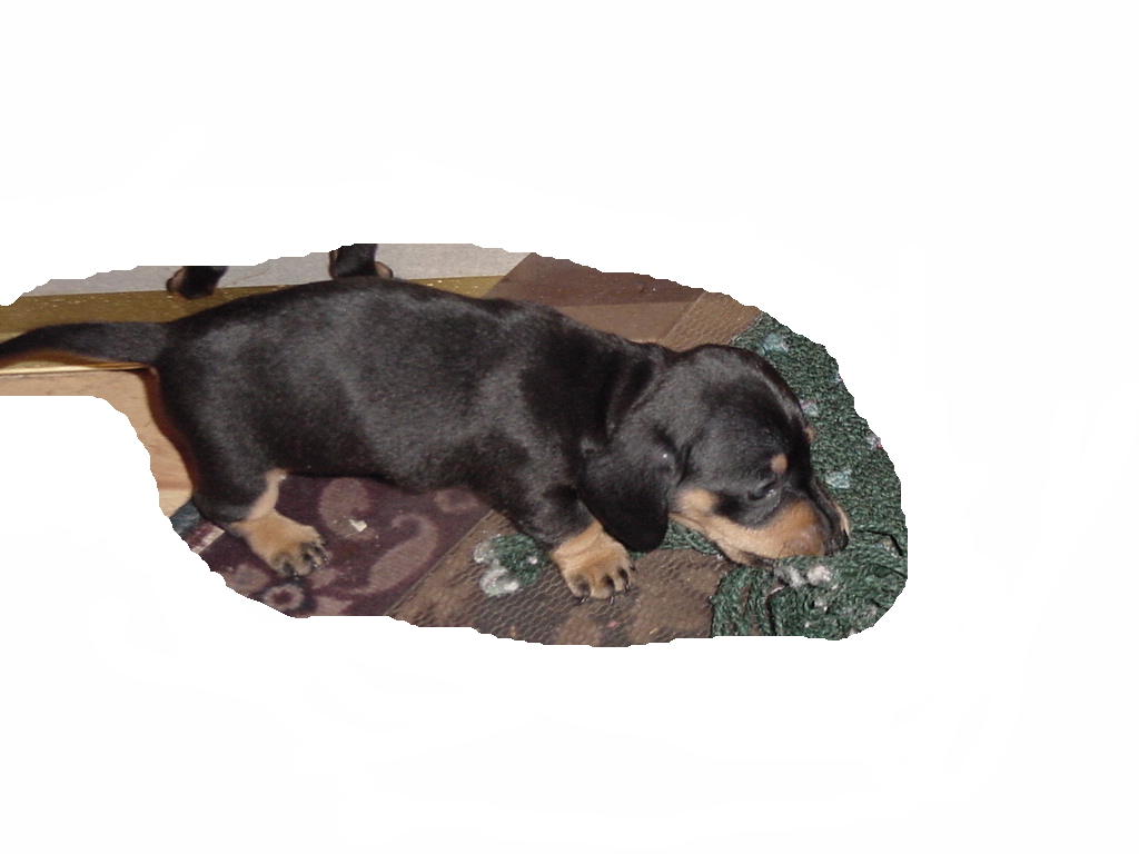 bigdog pup3
