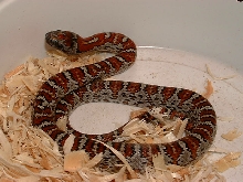 2005 Male Mex mex