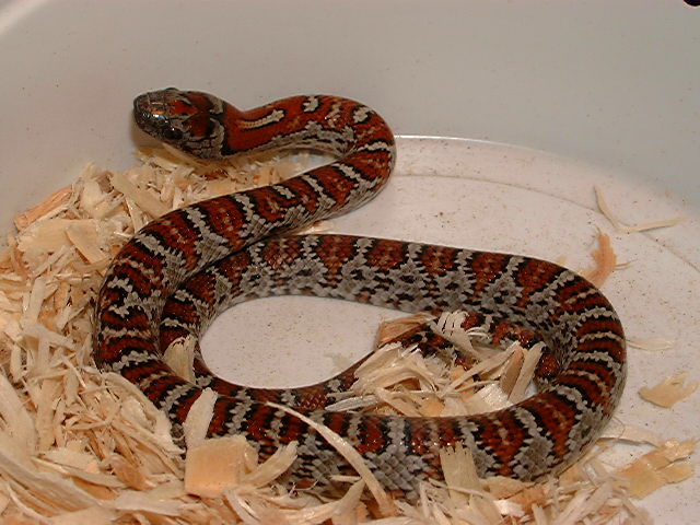 2005 Male Mex mex