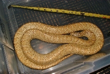 '00 Huge Hypo Brooksi