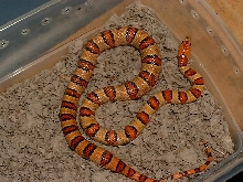 2003 Bicolored Male Thayeri 1