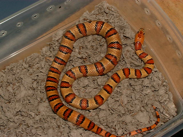 2003 Bicolored Male Thayeri 1