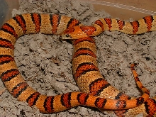 2003 Male Thayeri Bicolored