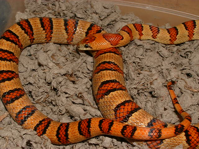 2003 Male Thayeri Bicolored