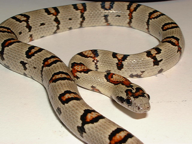 2004 Holdback Thayeri (female)