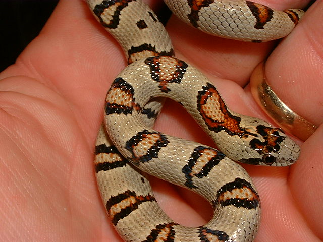 2004 Keyholed Leonis Female