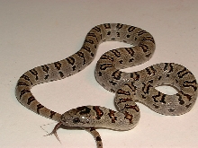 2005 Hallow Saddles (female)