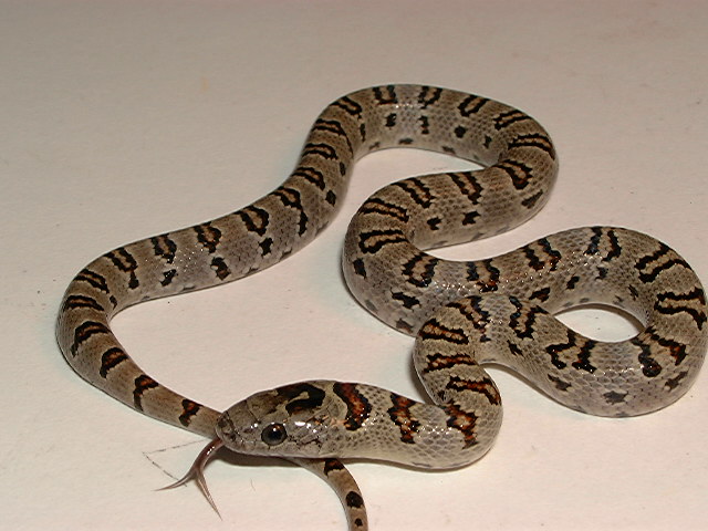 2005 Hallow Saddles (female)