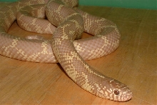 Amel Floridana
