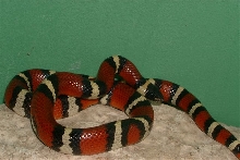 W/C Anulatta (Jim Wells Co. TX)
