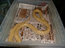 HUGE hypo male
