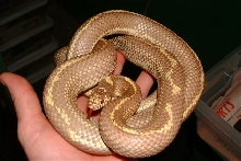 Male Blue eyed blonde Calking