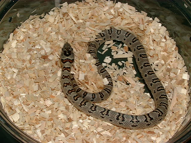 2005 Keyholed male Thayeri