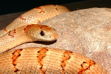 THAYERI Closeup