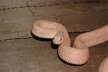 Female Albino Patternless Pine