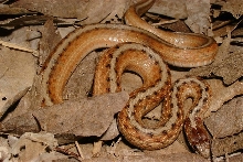 Texas Brown snake
