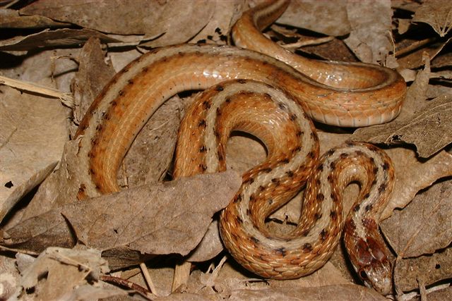 Texas Brown snake