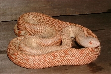 Albino Patternless Pine