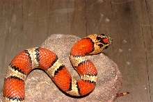 '03 Milksnake phase Thayeri