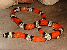 DOUBLE Het for Ghost Honduran