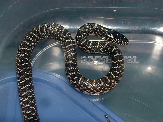 2005 Calhoun Co.,TX Holbrooki/Splendida intergrade