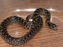 2005 Aransas Co., TX Splendida/Holbrooki