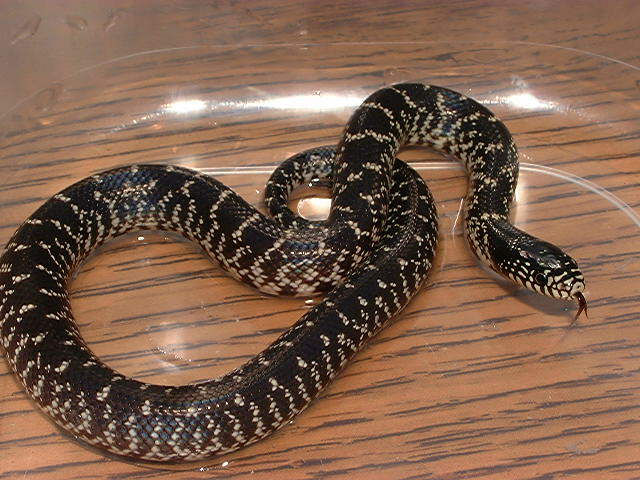 2005 Aransas Co., TX Splendida/Holbrooki