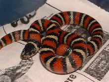 DH for striped albino Ruthveni