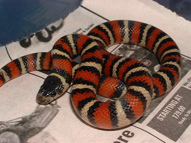 DH for striped albino Ruthveni