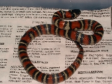 DH for striped albino Ruthveni 2