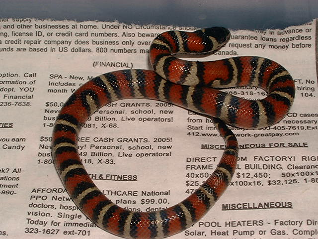 DH for striped albino Ruthveni 2