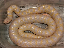 2003 albino Checkered Speck